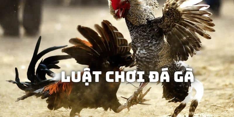 Đá Gà FB68 - Chơi Chọi Kê Xanh Chín Tại Nhà Cái Uy Tín